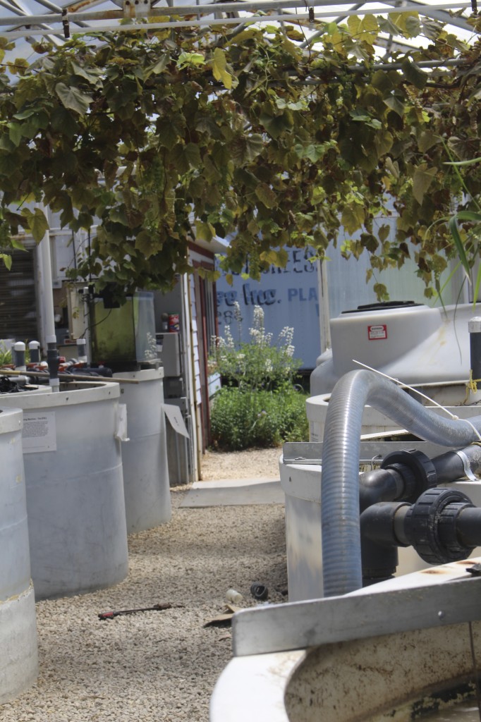Cheers to Cedar Grove and their "Living Machine." It uses natural microbes and a collection of hydroponic plants to clean their water before it is reintroduced into the ground.